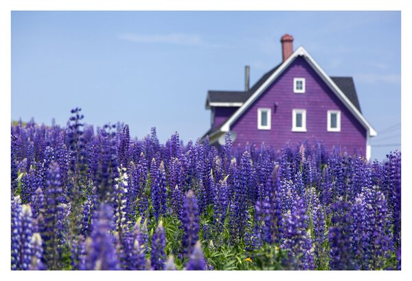 Tablou cu câmp de lavanda (90x60 cm)