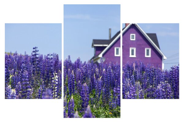 Tablou cu câmp de lavanda (90x60 cm)