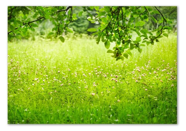 Tablou Printat Pe Sticlă pajiște verde