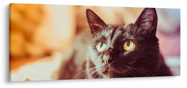 Tablou pisica neagră (120x50 cm)