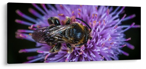 Tablou cu albina pe floare (120x50 cm)