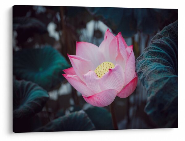 Tablou cu floare roz (70x50 cm)