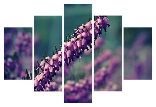 Tablou cu floare violetă (150x105 cm)