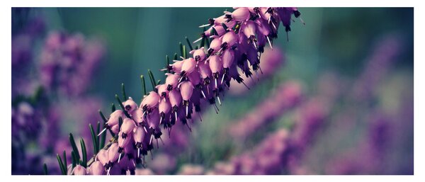 Tablou cu floare violetă (120x50 cm)