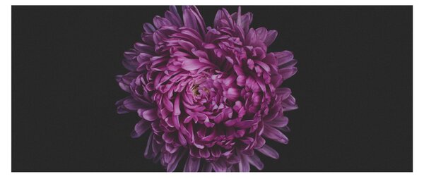 Tablou cu floare violetă (120x50 cm)