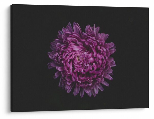 Tablou cu floare violetă (70x50 cm)