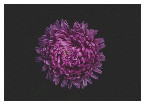 Tablou cu floare violetă (70x50 cm)