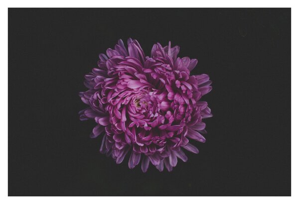 Tablou cu floare violetă (90x60 cm)