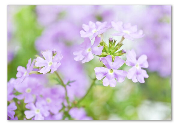 Tablou sticlă Verbena