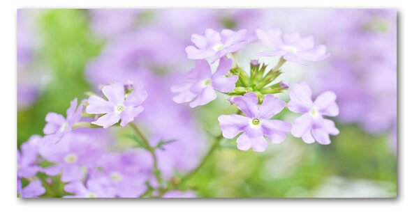 Tablou sticlă Verbena