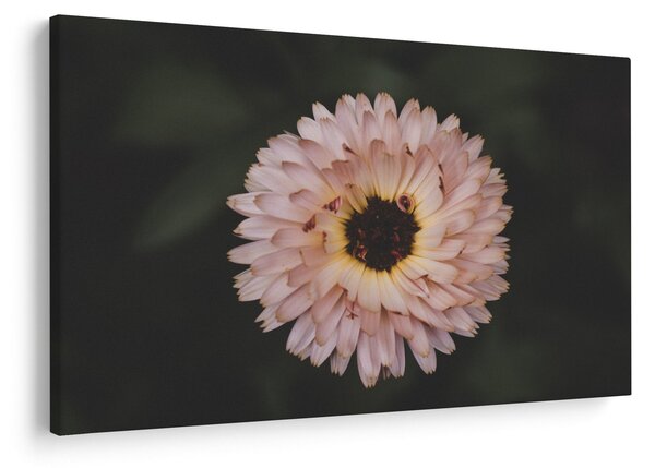 Tablou cu floare portocalie (90x60 cm)