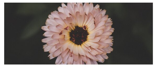 Tablou cu floare portocalie (120x50 cm)