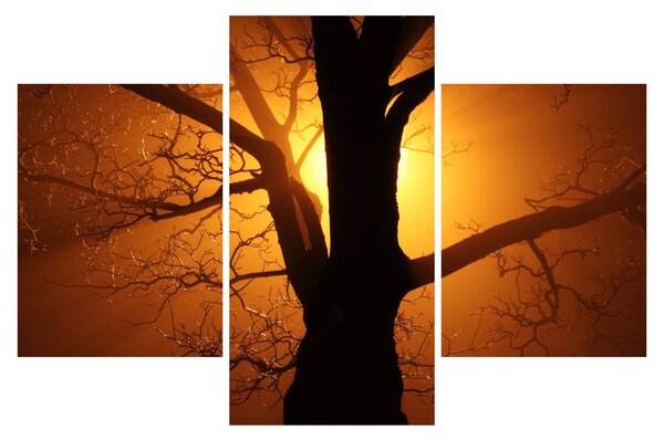 Tablou cu copac în apus de soare (90x60 cm)