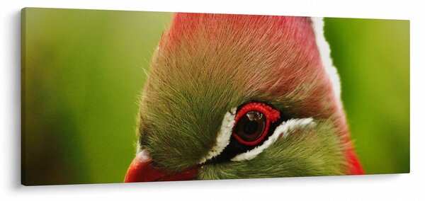Tablou cu pasărea colorată (120x50 cm)