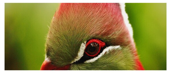Tablou cu pasărea colorată (120x50 cm)