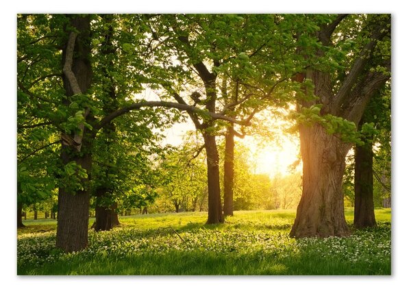 Tablou din Sticlă Copaci în parc