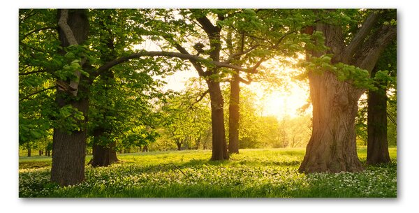 Tablou din Sticlă Copaci în parc