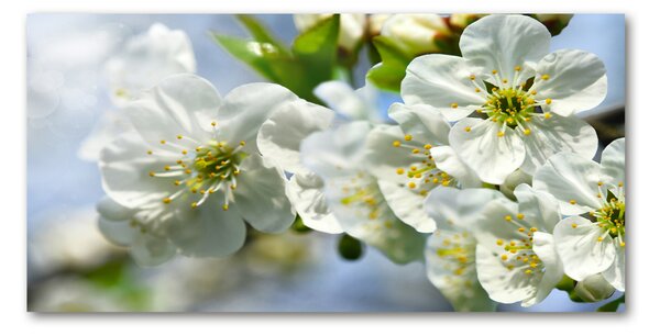 Fotografie imprimată pe sticlă floare de cires