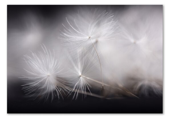 Tablou din Sticlă semințe de papadie