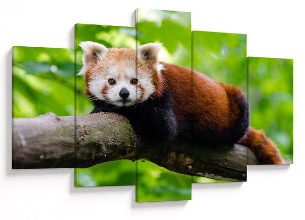 Tablou cu panda roșie (150x105 cm)