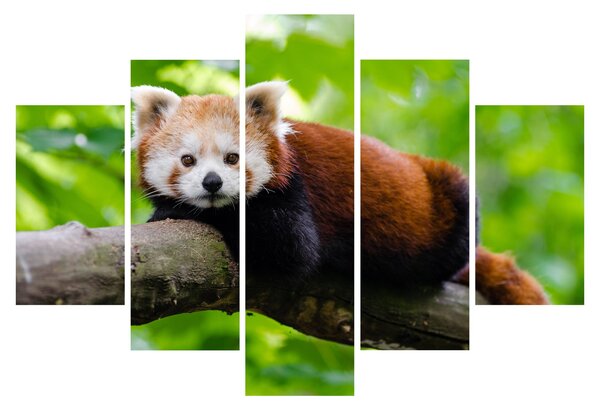 Tablou cu panda roșie (150x105 cm)