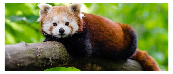 Tablou cu panda roșie (120x50 cm)