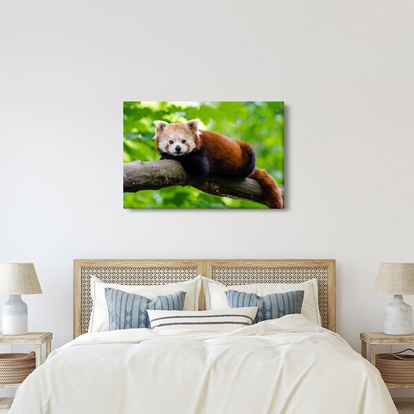 Tablou cu panda roșie (90x60 cm)