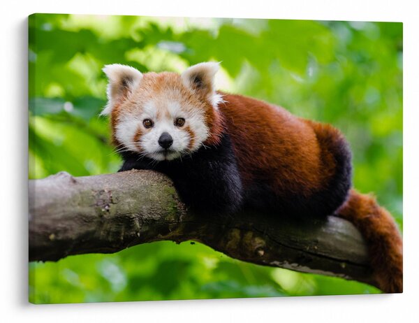 Tablou cu panda roșie (70x50 cm)