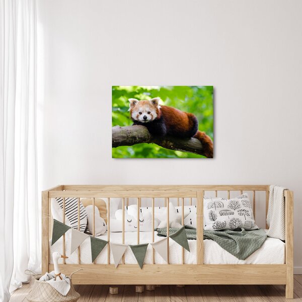 Tablou cu panda roșie (70x50 cm)