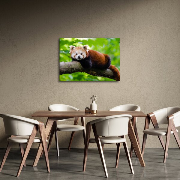 Tablou cu panda roșie (70x50 cm)