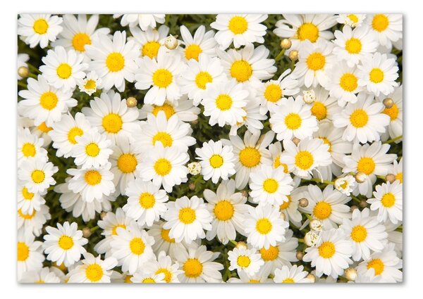 Fotografie imprimată pe sticlă margarete