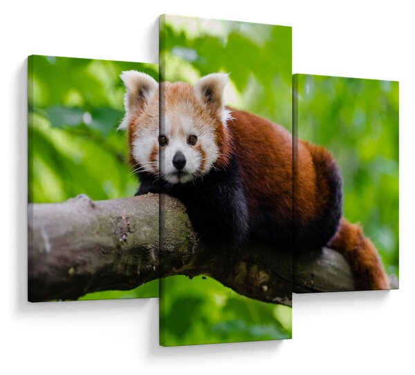 Tablou cu panda roșie (90x60 cm)