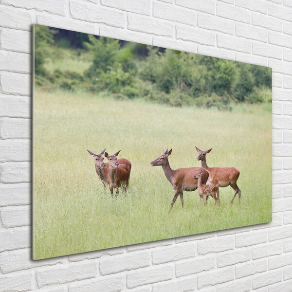 Tablou din Sticlă Deer cu tinere