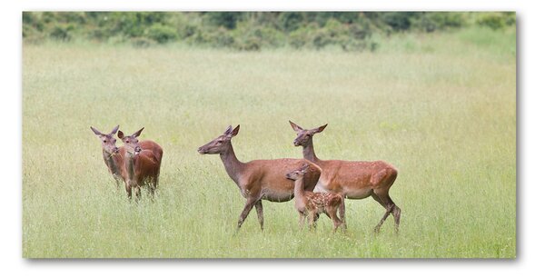 Tablou din Sticlă Deer cu tinere