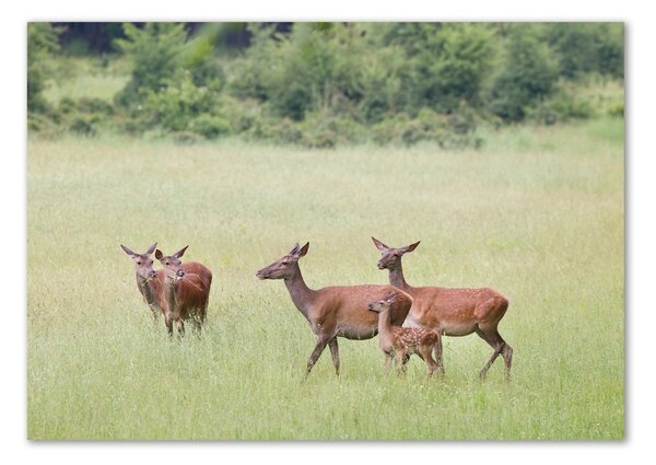 Tablou din Sticlă Deer cu tinere