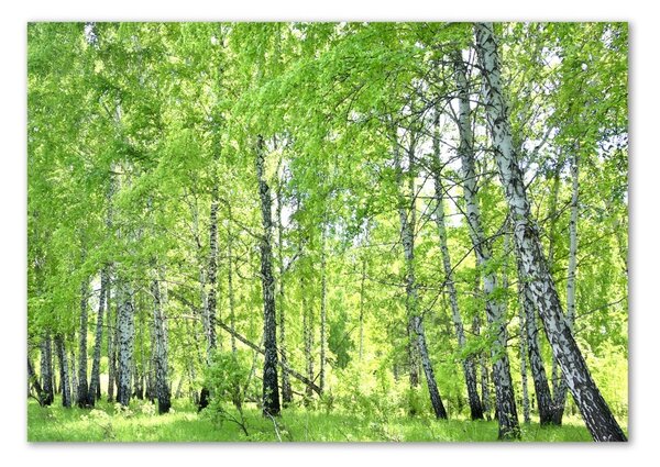 Tablou din Sticlă pădurea de mesteacăn