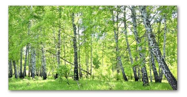 Tablou din Sticlă pădurea de mesteacăn