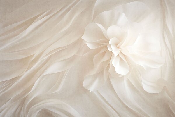 Tapet O floare albă voluminoasă printre forme delicate și vaporoase, Imagini de fundal unice, w05894 : Uwalls.ro