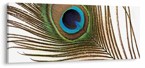 Tablou cu pene de păun (120x50 cm)
