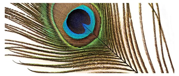 Tablou cu pene de păun (120x50 cm)