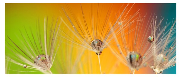 Tablou cu picături pe plantă (120x50 cm)