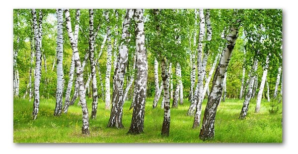 Tablou sticlă pădurea de mesteacăn