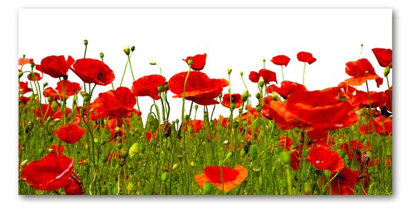 Tablou pe pe sticlă wildflowers maci
