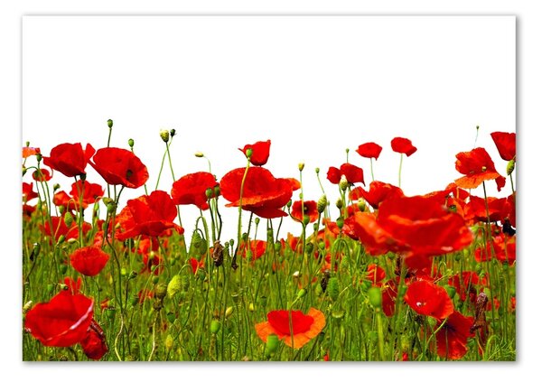 Tablou pe pe sticlă wildflowers maci