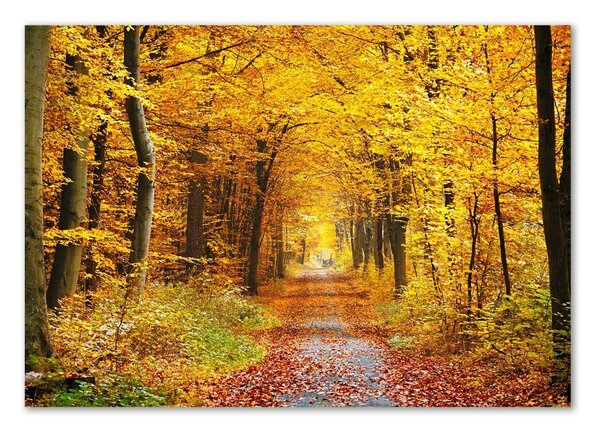 Tablou pe pe sticlă pădure în toamna