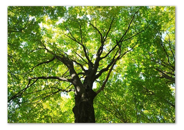 Tablou din Sticlă Pădure verde