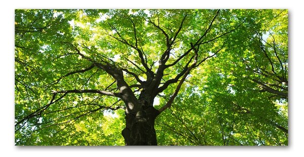 Tablou din Sticlă Pădure verde