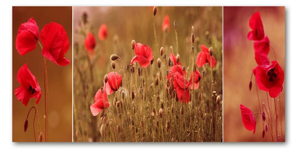 Tablou sticlă maci triptic