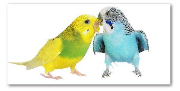 Tablou pe pe sticlă budgies