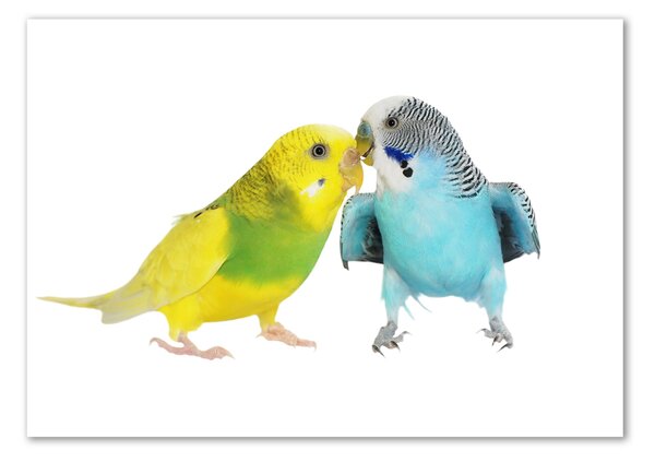 Tablou pe pe sticlă budgies
